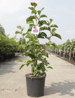 MAGNOLIA GENIE® En pot de 12-15 litres
