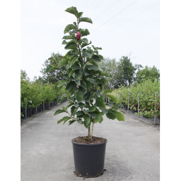 MAGNOLIA GENIE® En pot de 15-20 litres