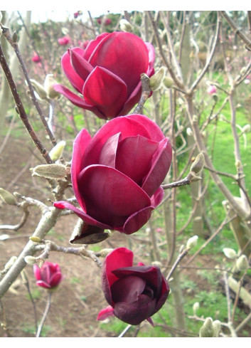 MAGNOLIA GENIE®