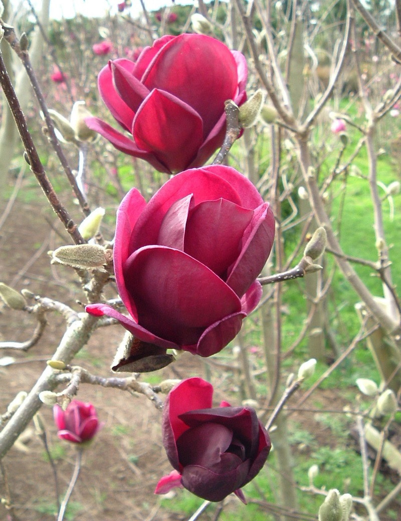 MAGNOLIA GENIE®