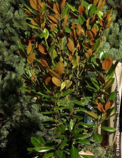 MAGNOLIA grandiflora FRANCOIS TREYVE