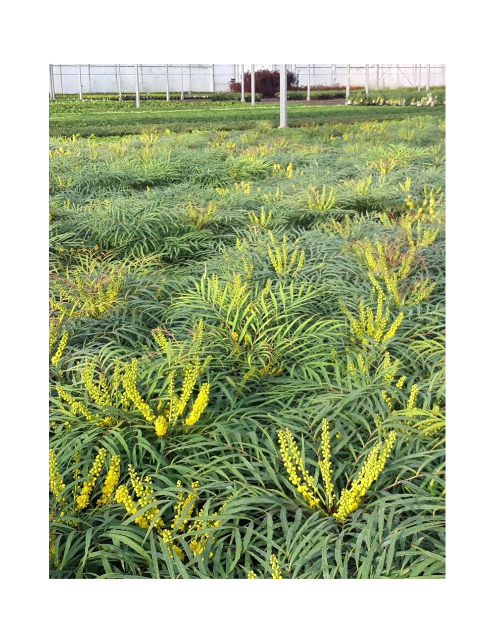 MAHONIA eurybracteata SOFT CARESS