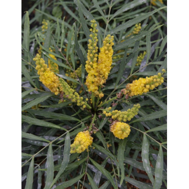 MAHONIA eurybracteata SOFT CARESS