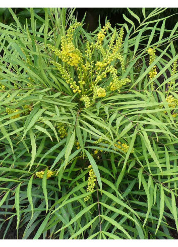 MAHONIA eurybracteata SOFT CARESS