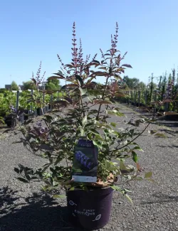 gattilier-flip-side-vitex-agnus-castus-flip-side-3.jpg