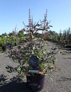 gattilier-flip-side-vitex-agnus-castus-flip-side-3.jpg