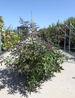 VITEX agnus-castus FLIP SIDE® En pot de 25-30 litres