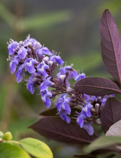 VITEX agnus-castus FLIP SIDE®