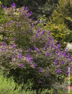 gattilier-flip-side-vitex-agnus-castus-flip-side-2.jpg