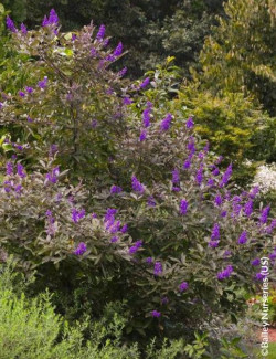 gattilier-flip-side-vitex-agnus-castus-flip-side-2.jpg