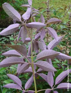 gattilier-flip-side-vitex-agnus-castus-flip-side.jpg