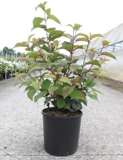 viorne-de-chine-grandiflorum-viburnum-plicatum-grandiflorum-4.jpg