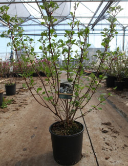 viorne-de-chine-grandiflorum-viburnum-plicatum-grandiflorum-5.jpg