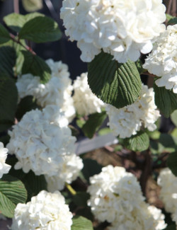 VIBURNUM plicatum GRANDIFLORUM®