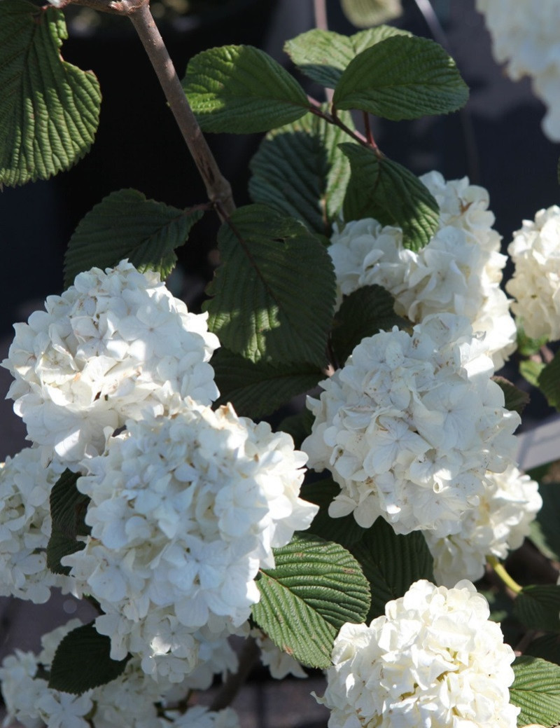 viorne-de-chine-grandiflorum-viburnum-plicatum-grandiflorum.jpg