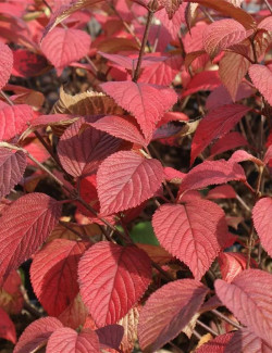 viorne-de-chine-grandiflorum-viburnum-plicatum-grandiflorum-1.jpg