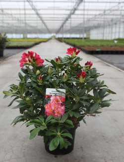 RHODODENDRON SCYPHOCALYX En pot de 4-5 litres