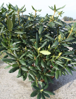 RHODODENDRON ROSEUM ELEGANS En pot de 15-20 litres