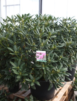 RHODODENDRON ROSEUM ELEGANS En pot de 35-50 litres