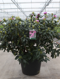 RHODODENDRON ROSEUM ELEGANS En pot de 35-50 litres