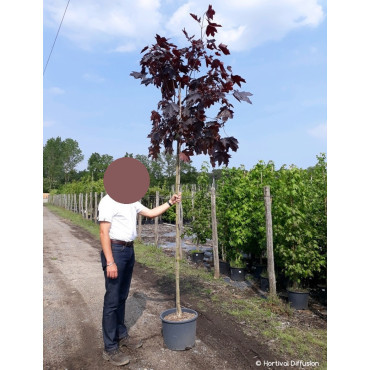 ACER platanoides CRIMSON KING En pot de 25-30 litres forme tige hauteur du tronc 180-200 cm