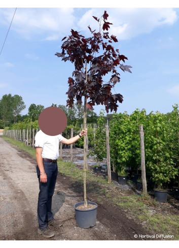 ACER platanoides CRIMSON KING En pot de 25-30 litres forme tige hauteur du tronc 180-200 cm