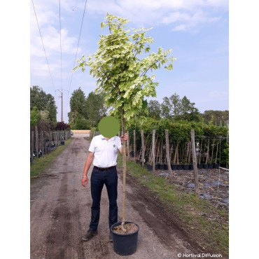 ACER platanoides DRUMMONDII En pot de 25-30 litres forme tige hauteur du tronc 180-200 cm