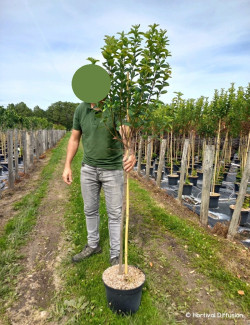 AMELANCHIER canadensis OCTOBER FLAME En pot de 10-12 litres forme tige hauteur du tronc 110-130 cm