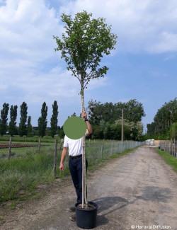 CRATAEGUS laevigata PAUL'S SCARLET En pot de 25-30 litres tige hauteur du tronc 190-210 cm circonférence du tronc 08-10 cm