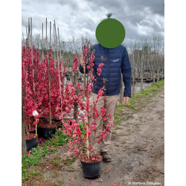 PRUNUS persica TAOFLORA RED En pot de 10-12 litres forme baliveau