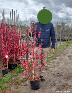 PRUNUS persica TAOFLORA RED En pot de 10-12 litres forme baliveau