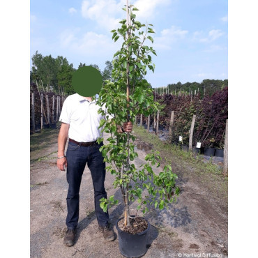 PYRUS calleryana CHANTICLEER En pot de 15-20 litres forme baliveau