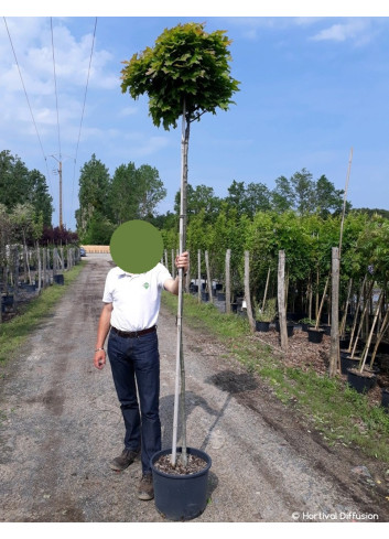 QUERCUS palustris GREEN DWARF En pot de 25-30 litres forme tige hauteur du tronc 180-200 cm