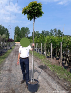 QUERCUS palustris GREEN DWARF En pot de 25-30 litres forme tige hauteur du tronc 180-200 cm