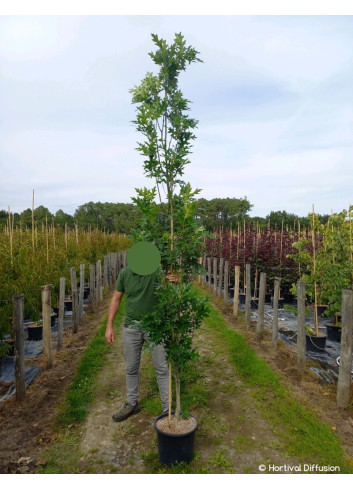 QUERCUS palustris GREEN PILLAR En pot de 25-30 litres forme baliveau