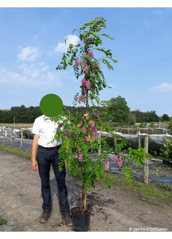 ROBINIA margaretta CASQUE ROUGE En pot de 10-12 litres forme baliveau