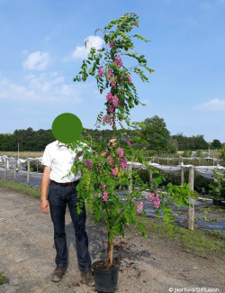 ROBINIA margaretta CASQUE ROUGE En pot de 15-20 litres baliveau hauteur 150-200 cm