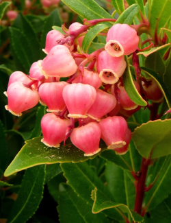 ARBUTUS unedo COMPACTA