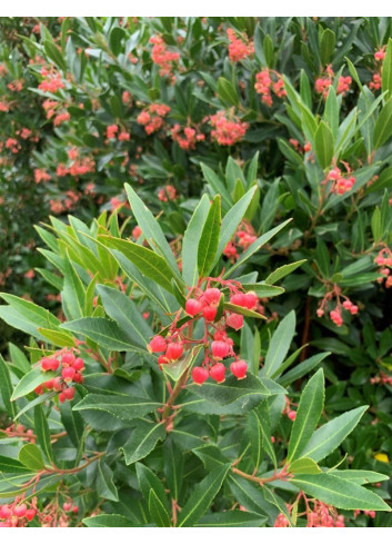 ARBUTUS unedo MERCURIUS