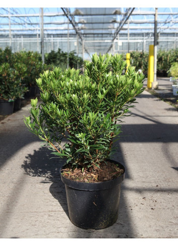 ARBUTUS unedo MERCURIUS En pot de 10-12 litres