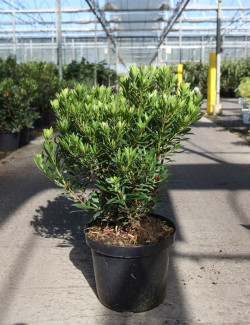 ARBUTUS unedo MERCURIUS En pot de 10-12 litres buisson hauteur 060-080 cm
