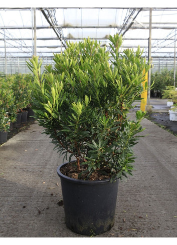 ARBUTUS unedo MERCURIUS En pot de 25-30 litres