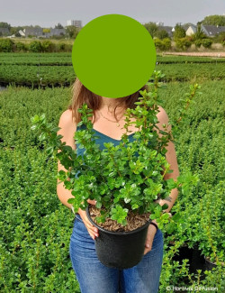 ESCALLONIA PRIDE OF DONARD En pot de 4-5 litres