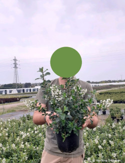 ESCALLONIA IVEYI En pot 4-5 litres