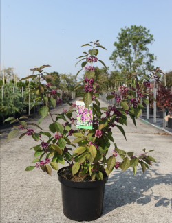 CALLICARPA bodinieri PROFUSION En pot de 10-12 litres buisson hauteur 060-080 cm