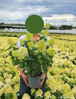 HYDRANGEA paniculata LITTLE HOTTIE En pot de 4-5 litres