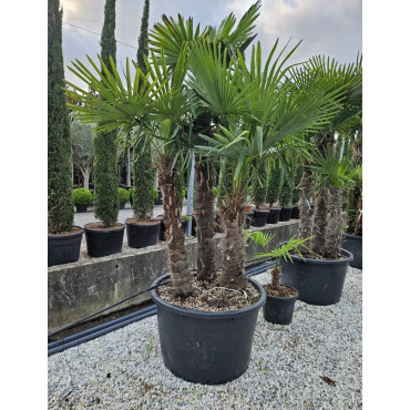 TRACHYCARPUS fortunei En pot de 290-375 litres forme cépée 2-3 troncs hauteur totale 250-300