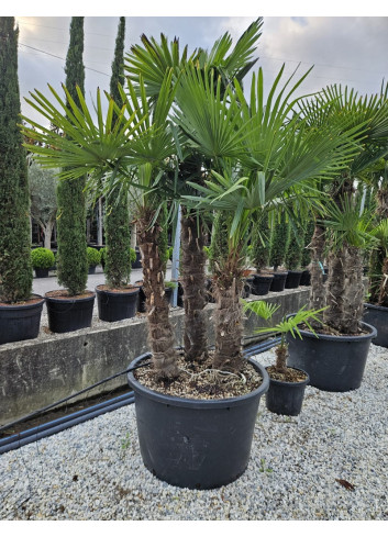 TRACHYCARPUS fortunei En pot de 290-375 litres forme cépée 2-3 troncs hauteur totale 250-300