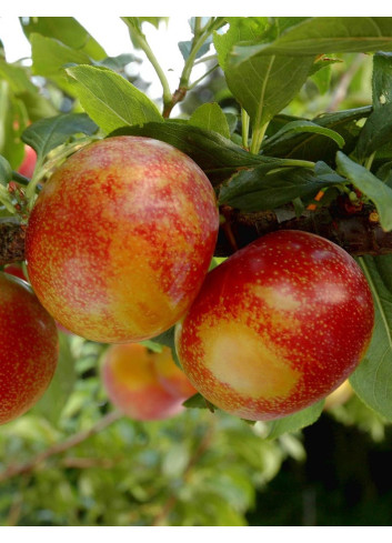 PLUOT FLAVOR CANDY® (Prunus)