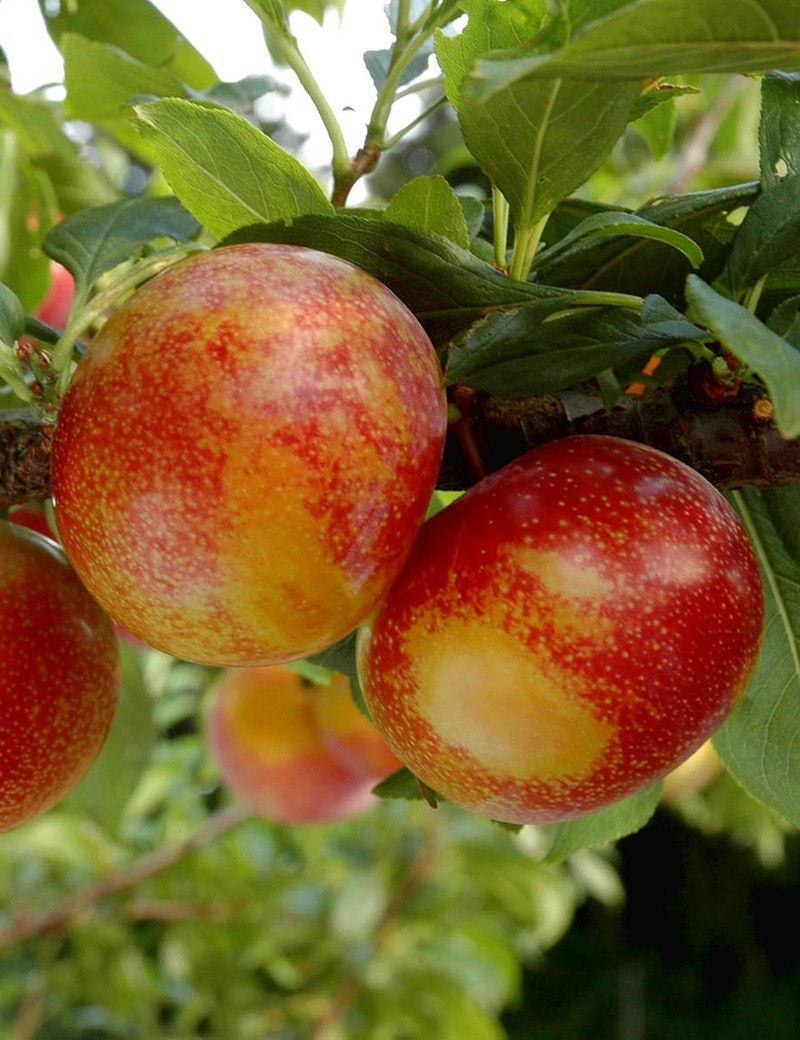 PLUOT FLAVOR CANDY® (Prunus)